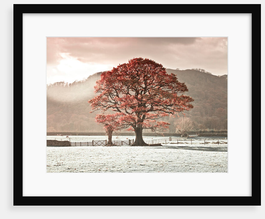 Oak tree by Assaf Frank